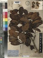 Xylopia africana (Benth.) Oliv. [family ANNONACEAE]