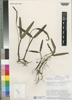 Bulbophyllum jaapii Szlatch. & Olszweski [family ORCHIDACEAE]