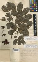 Paratype of Abarema adenophora (Ducke) Barneby & J.W.Grimes [family LEGUMINOSAE-MIMOSOIDEAE]