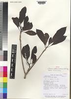 Isotype of Alseis costaricensis C.M.Taylor [family RUBIACEAE]