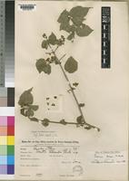 Premna senensis Klotzsch [family LABIATAE]
