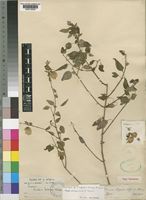 Holotype of Tinnea rogersii Robyns & Lebrun [family LABIATAE]