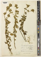 Holotype of Leucas menthifolia Baker [family LAMIACEAE]