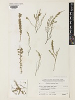 Origanum ramonense Danin [family LAMIACEAE]