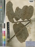 Zanthoxylum gilletii (De Wild.) P.G.Waterman [family RUTACEAE]