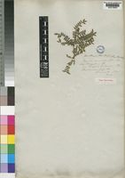 Type of Zanthoxylum thunbergii DC. var. multijuga [family RUTACEAE]