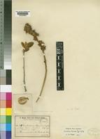 Combretum baumii Engl. & Gilg [family COMBRETACEAE]