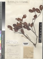 Type of Quercus chrysotricha A.Camus [family FAGACEAE]