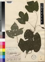 Dioscoreophyllum cumminsii (Stapf) Diels var. leptotsichos Troupin [family MENISPERMACEAE]