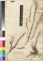 Rapistrum virgatus unrecorded [family CRUCIFERAE]