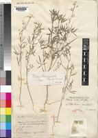 Isotype of Cleome hildebrandtii Gilg & Gilg-Ben. [family CAPPARACEAE]