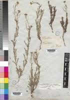 Sisymbrium burchellii DC. var. burchelli [family CRUCIFERAE]