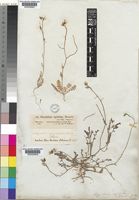 Sisymbrium septulatum DC. [family CRUCIFERAE]