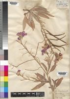 Matthiola maderensis Lowe [family CRUCIFERAE]