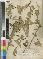 Type of Boscia patens Sprague & M.L.Green [family CAPPARACEAE]