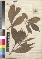 Type of Rinorea thomensis Exell [family VIOLACEAE]