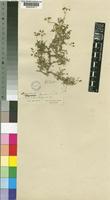 Type of Hypertelis bowkeriana Sond. [family MOLLUGINACEAE]