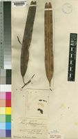 Type of Piptadenia buchananii Baker f. [family LEGUMINOSAE-MIMOSOIDEAE]