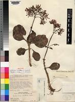 Kalanchoe lateritia Engl. var. prostrata Raadts [family CRASSULACEAE]