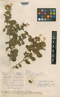 Type of Jasminum fluminense Vell. subsp. nairobiense Turrill [family OLEACEAE]