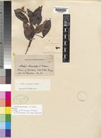 Type of Alafia clusioides S.Moore [family APOCYNACEAE]