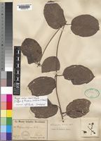 Isoneotype of Periploca latifolia K.Schum. [family ASCLEPIADACEAE]