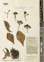 Holotype of Synadenium compactum unrecorded var. rubrum S.Carter [family EUPHORBIACEAE]