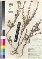 Holotype of Sida tenuicarpa Vollesen [family MALVACEAE]