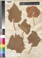 Dombeya burgessiae Gerrard ex Harv. [family STERCULIACEAE]
