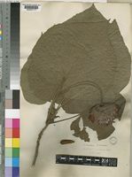 Dombeya wallichii (Lindl.)K.Schum. [family STERCULIACEAE]
