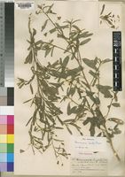 Hermannia kirkii Mast. [family STERCULIACEAE]