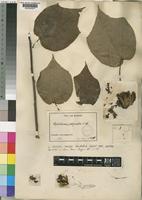 Cephalonema polyandrum K.Schum. ex Sprague [family TILIACEAE]