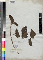 Pouzolzia parasitica (Forssk.) Schweinf. [family URTICACEAE]