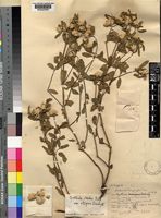 Cyathula lanceolata Schinz [family AMARANTHACEAE]
