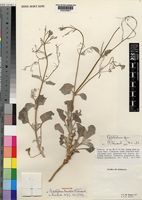 Holotype of Psilotrichum lanatum C.C.Towns. [family AMARANTHACEAE]