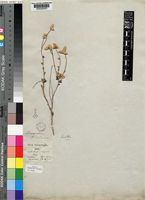 Type of Aerva microphylla Moq. [family AMARANTHACEAE]