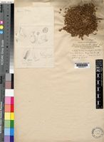 Type of Aerva congesta Balf.f. [family AMARANTHACEAE]