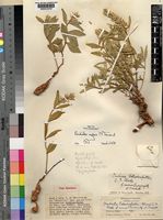Pandiaka confusa C.C.Towns. [family AMARANTHACEAE]