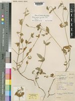 Holotype of Achyropsis gracilis C.C.Towns. [family AMARANTHACEAE]