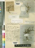 Holotype of Salsola apiciflora Botsch. [family CHENOPODIACEAE]