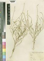 Lophiocarpus dinteri Engl. [family PHYTOLACCACEAE]