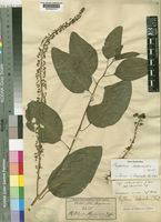 Phytolacca dodecandra L'Hér. [family PHYTOLACCACEAE]