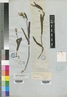 Sonchus integrifolius Harv. [family COMPOSITAE]