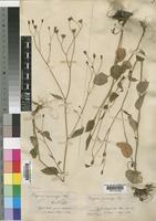 Lapsana communis L. [family COMPOSITAE]