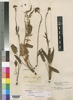 Paratype of Valeriana capensis Thunb. var. lanceolata N.E.Br. [family VALERIANACEAE]