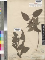 Mallotus oppositifolius (Geiseler)Müll.Arg. [family EUPHORBIACEAE]
