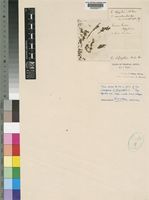 Euphorbia thymifolia L. [family EUPHORBIACEAE]