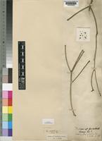Syntype of Euphorbia media N.E.Br. [family EUPHORBIACEAE]