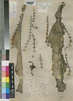 Type of Euphorbia cooperi N.E.Br. ex A.Berger [family EUPHORBIACEAE]