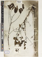 Syntype of Phyllanthus microcarpus Müll.Arg. var. dalbergioides Müll.Arg. [family EUPHORBIACEAE]